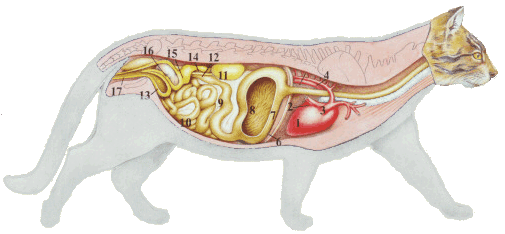 Anatomie De Arum Dragon Eine Giftige Pflanze Robert John Thornton main image 1