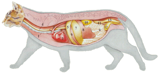 Anatomie De Arum Dragon Eine Giftige Pflanze Robert John Thornton